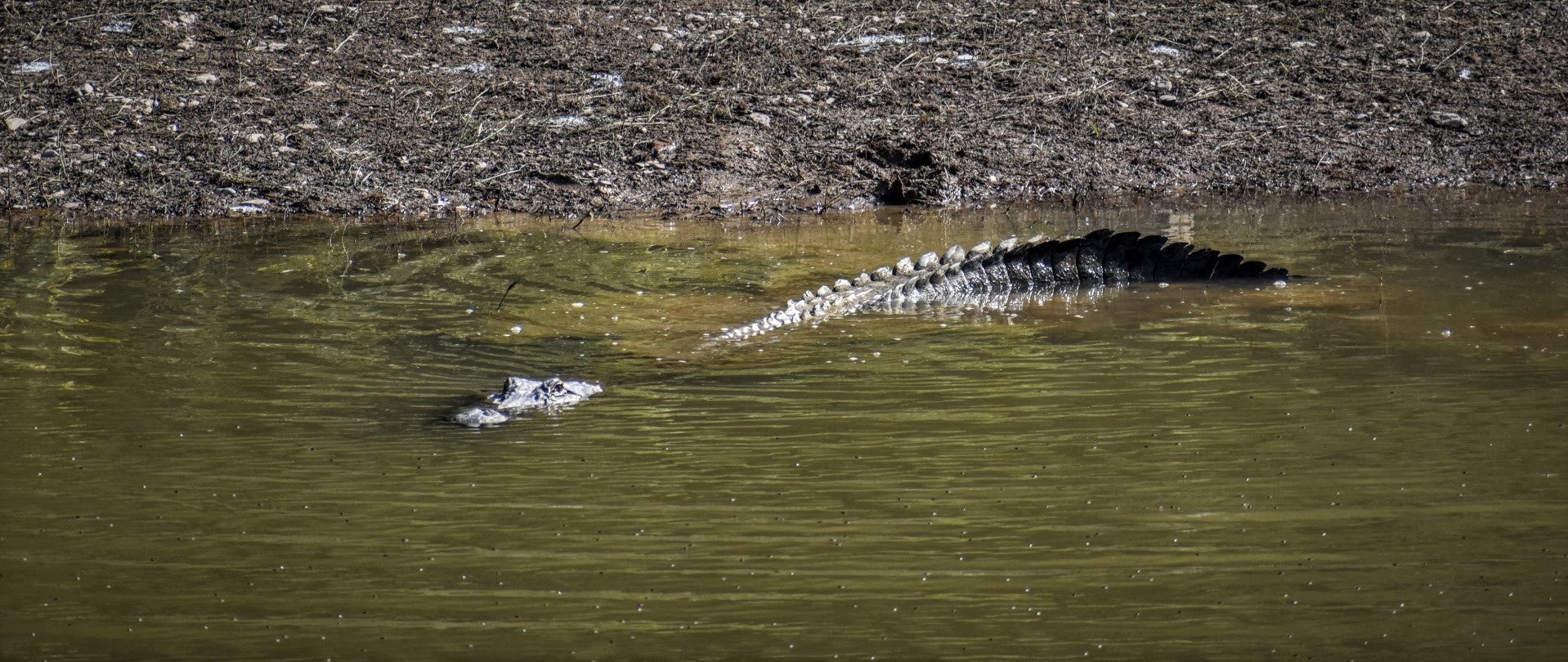 a partially submerged alligator with head and tail exposed